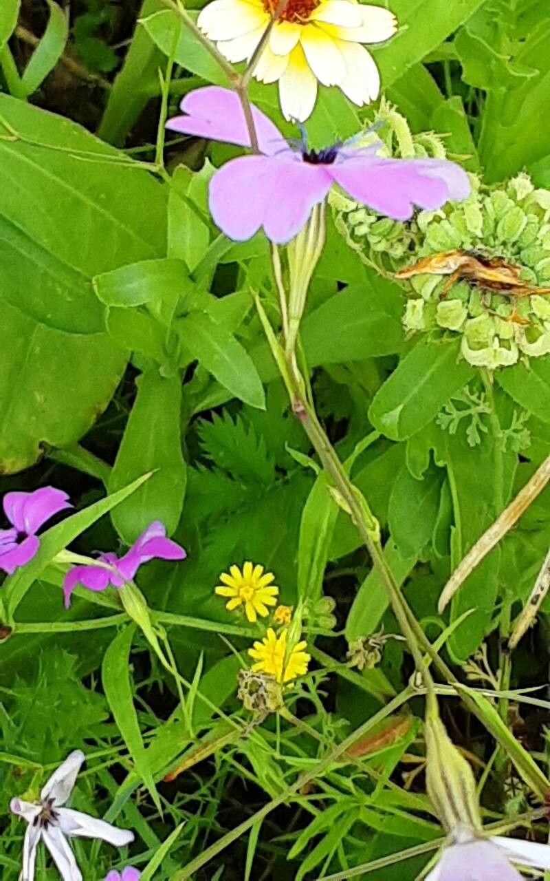 Eudianthe coeli-rosa habit
