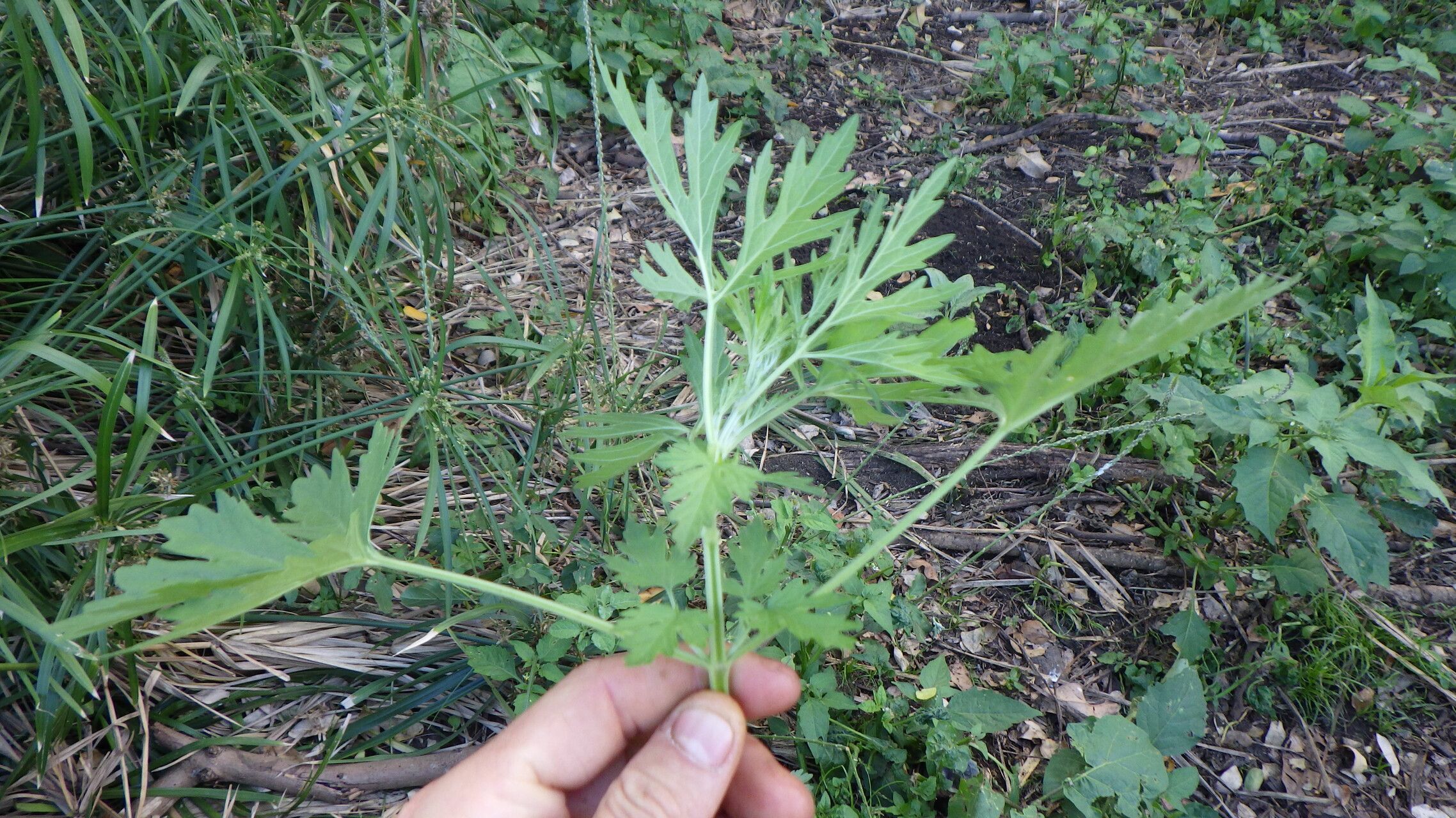 Leonurus japonicus — search result for 'Cambodia'