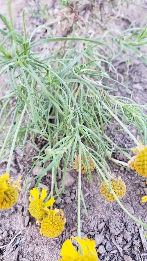 Helenium puberulum leaf