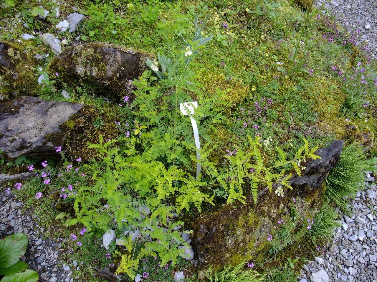 Astragalus mongholicus habit