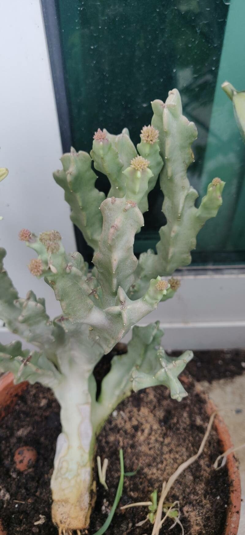 Desmidorchis arabica habit