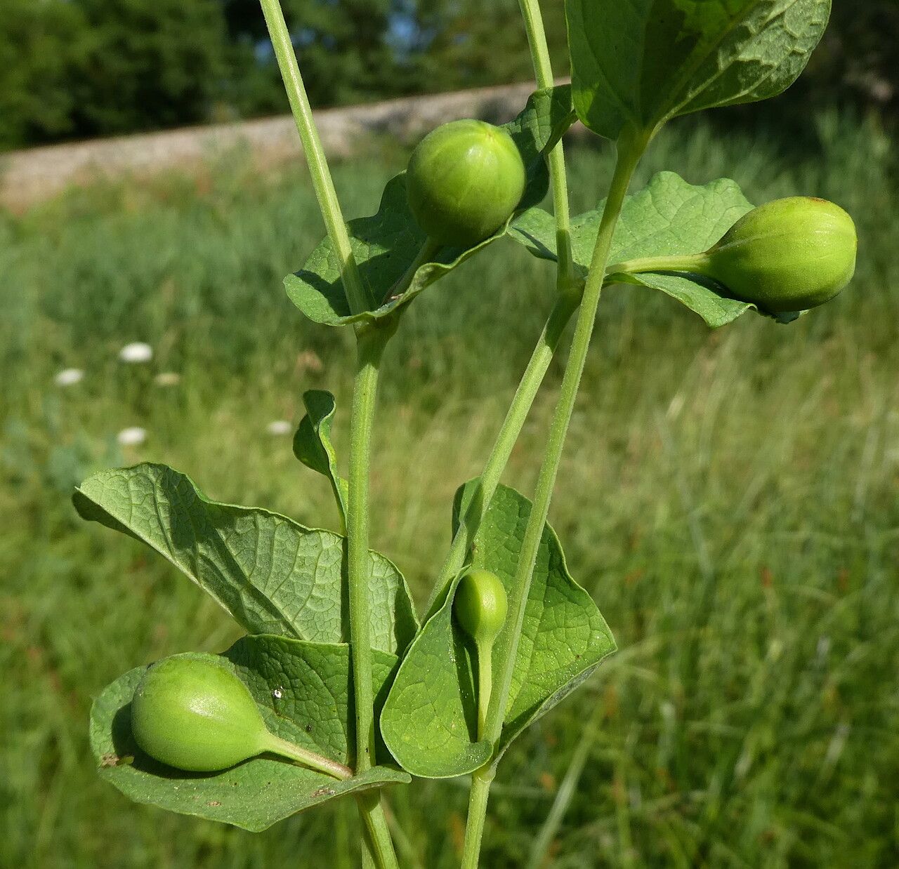 Aristolochia rotunda fruit