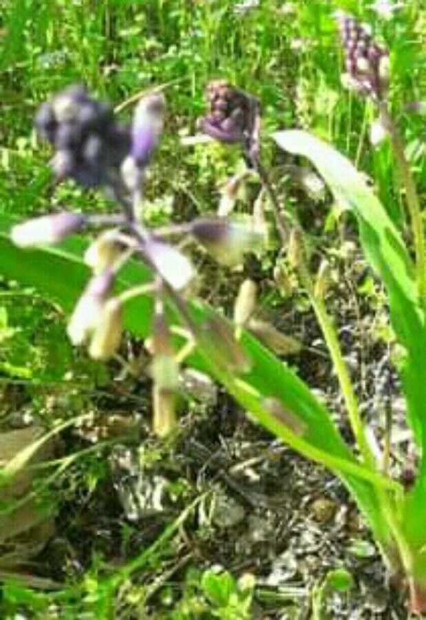 Bellevalia trifoliata flower
