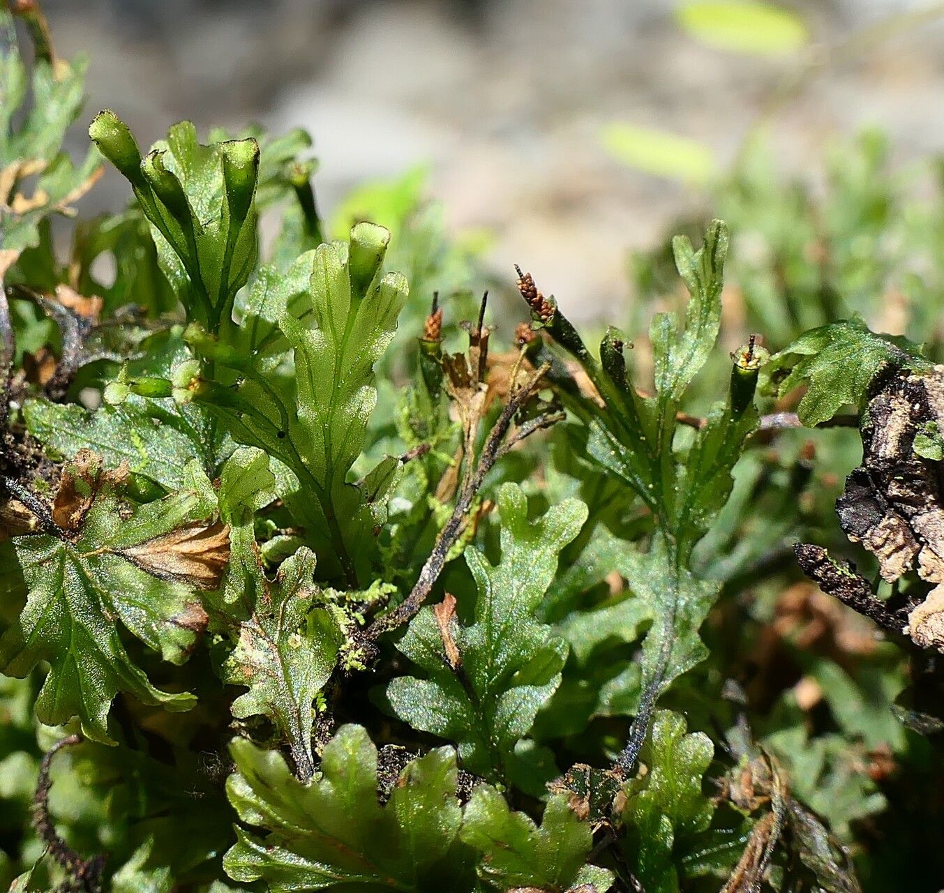 Trichomanes krausii fruit