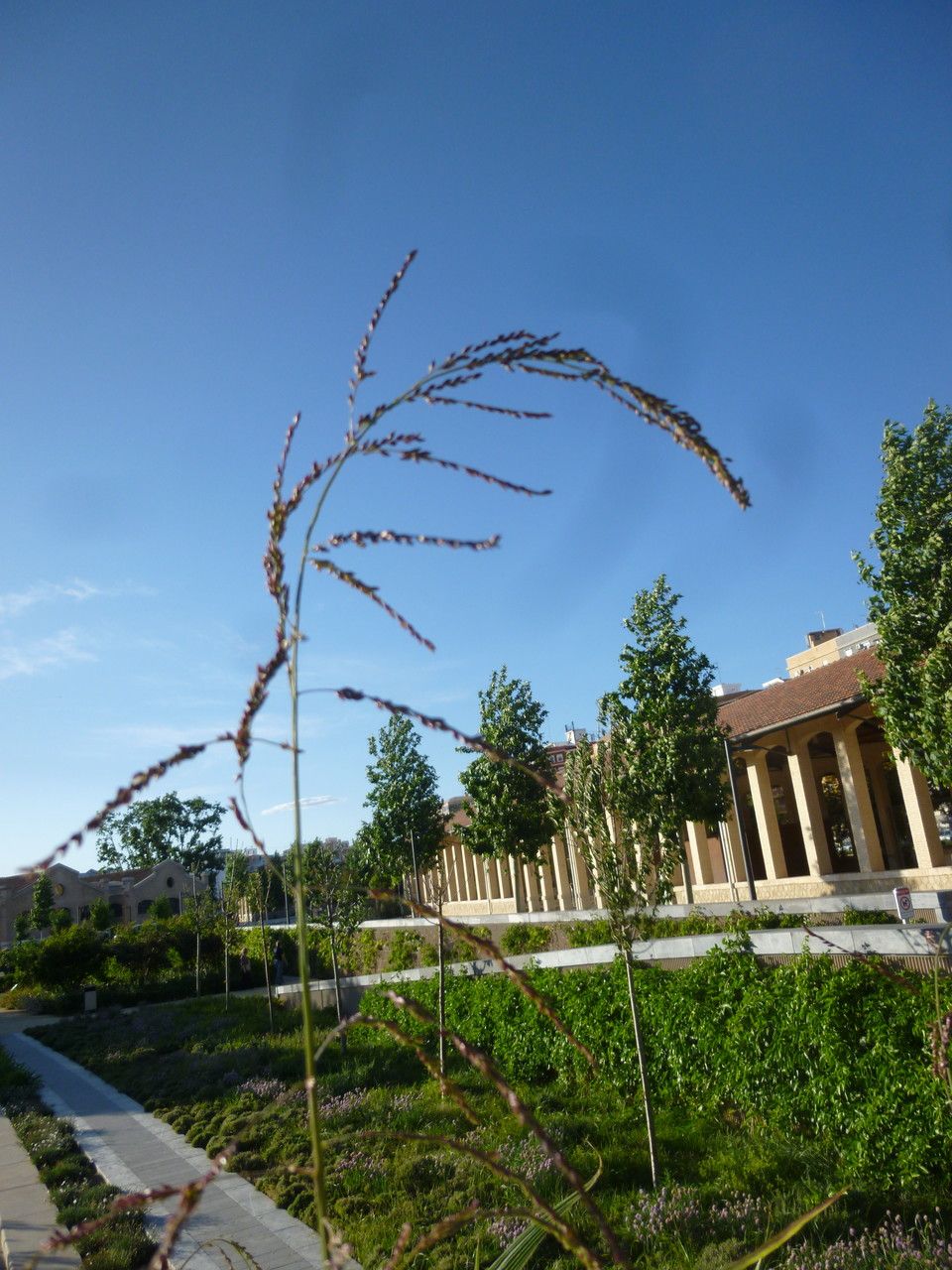 Panicum grande flower