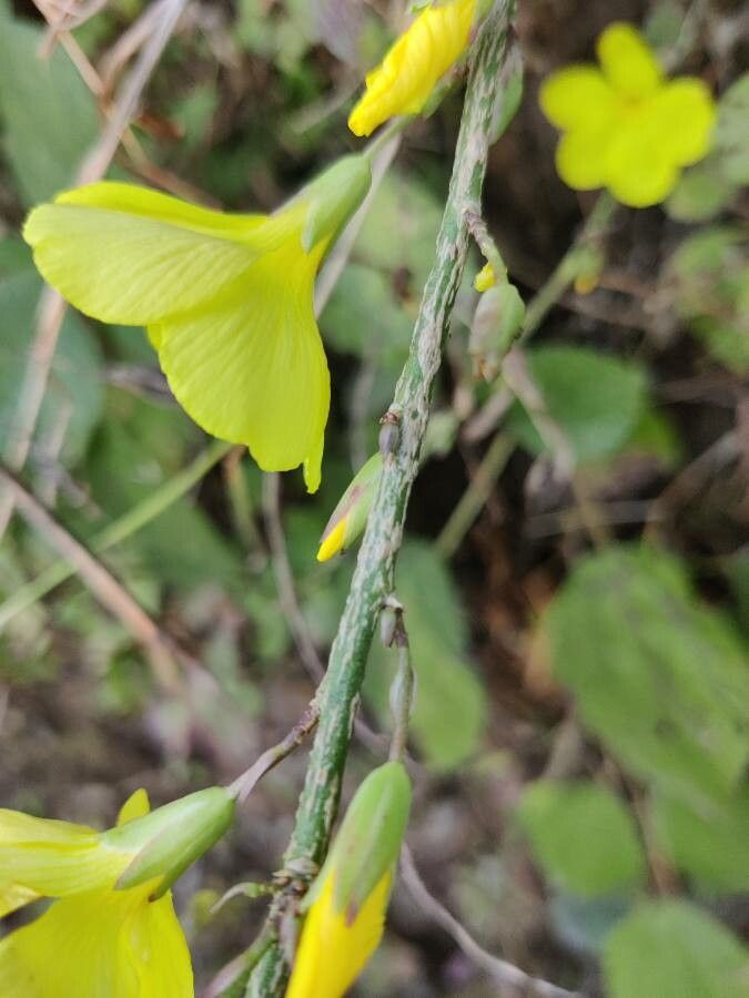 Reinwardtia indica bark