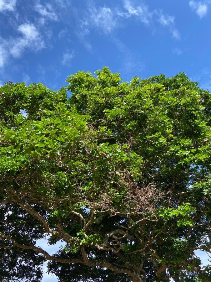 Cynometra suaheliensis — houseplant care guide