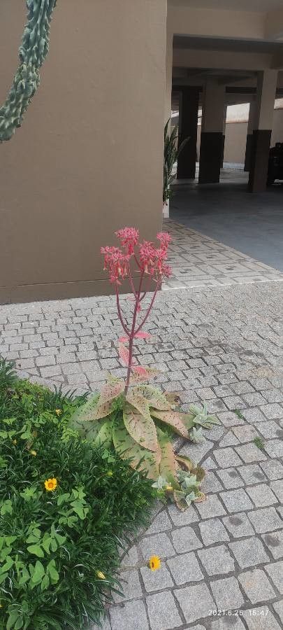 Kalanchoe gastonis-bonnieri flower