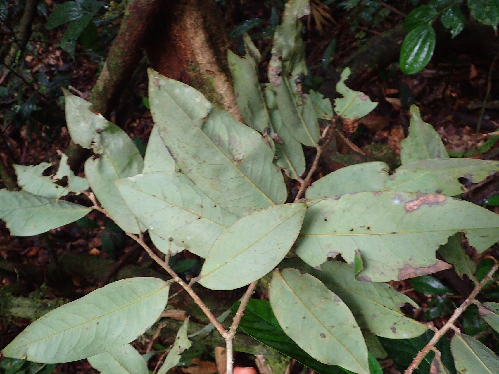 Xylopia phloiodora — search result for 'Xylopia'