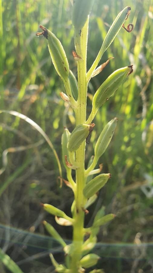 Habenaria helicoplectrum fruit