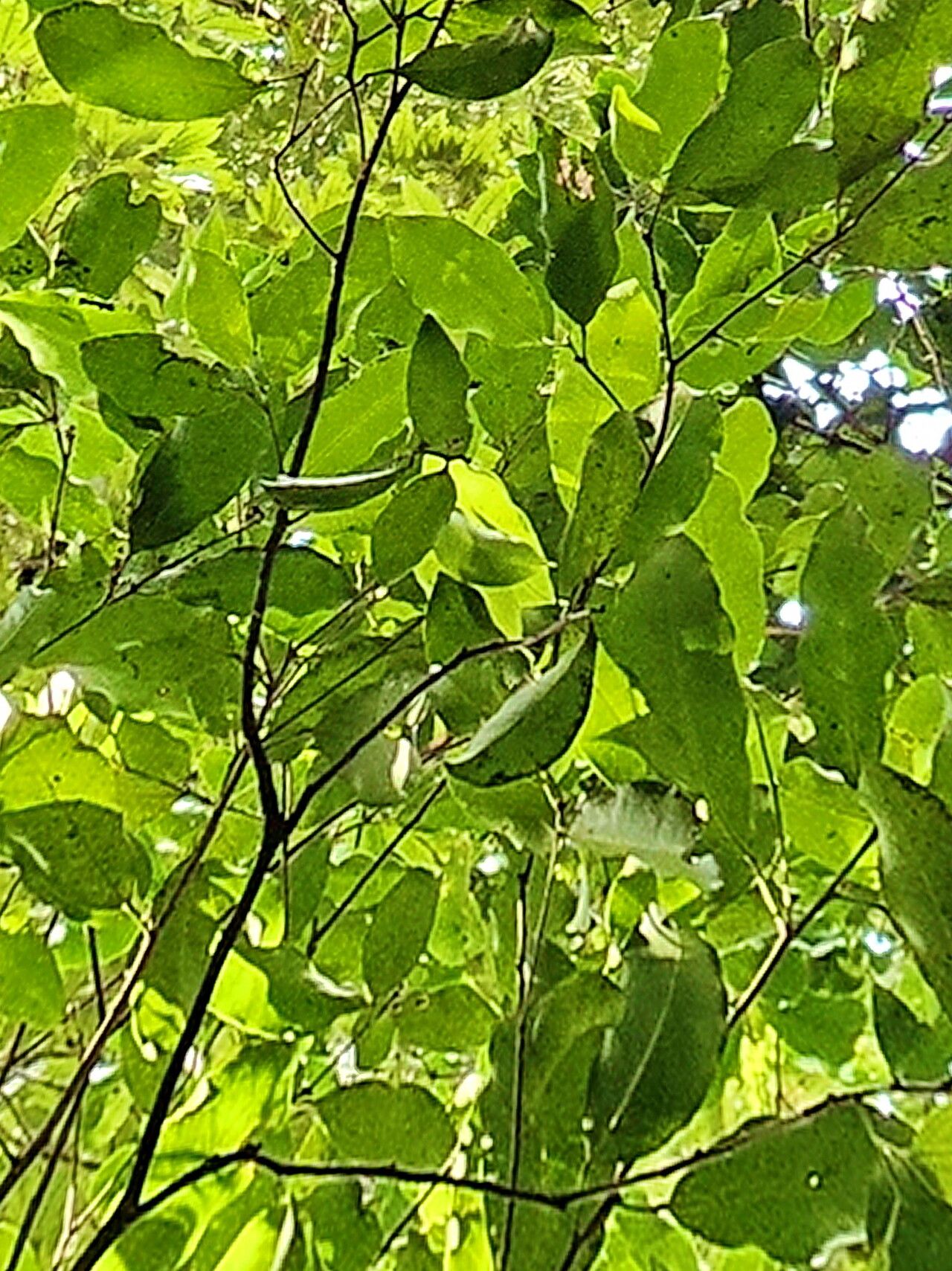 Fontainea australis — related species from the same genus