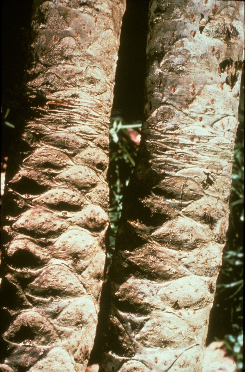 Cussonia bancoensis — related species from the same genus