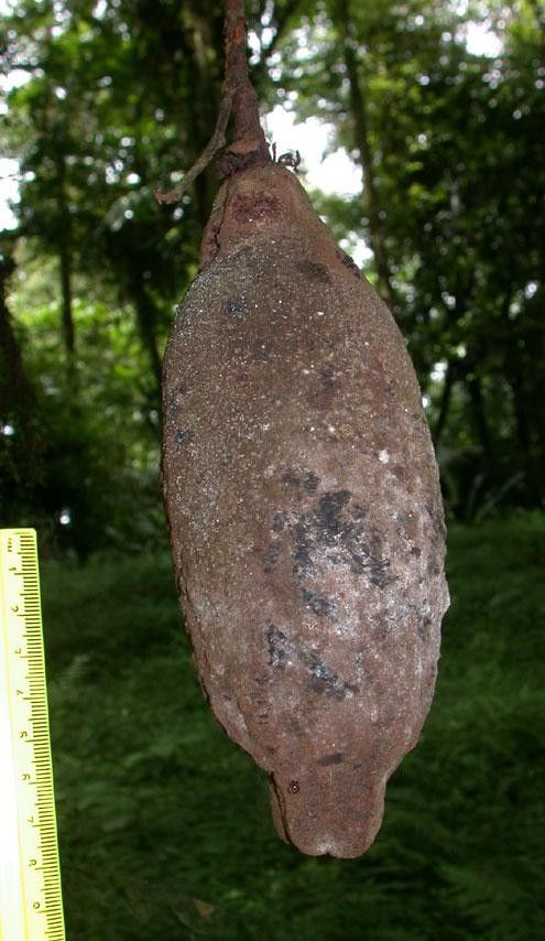 Theobroma mammosum fruit