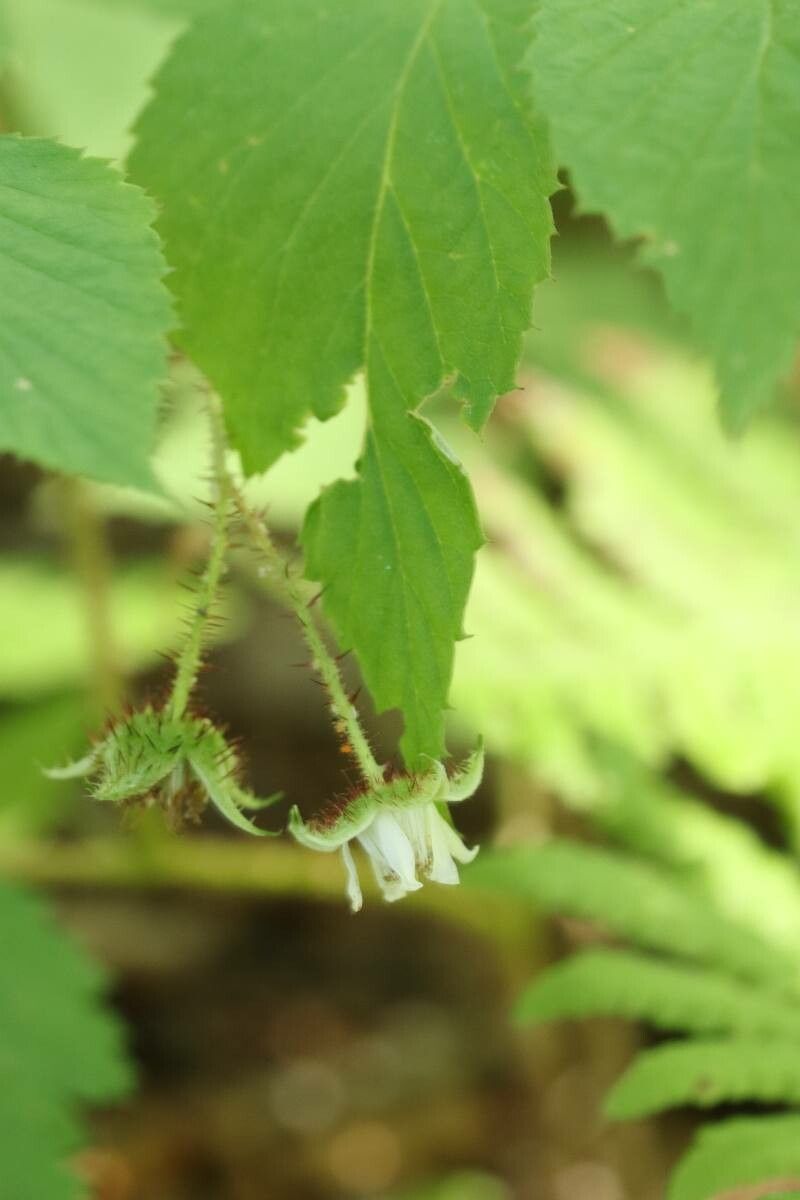 Rubus ikenoensis — houseplant care guide