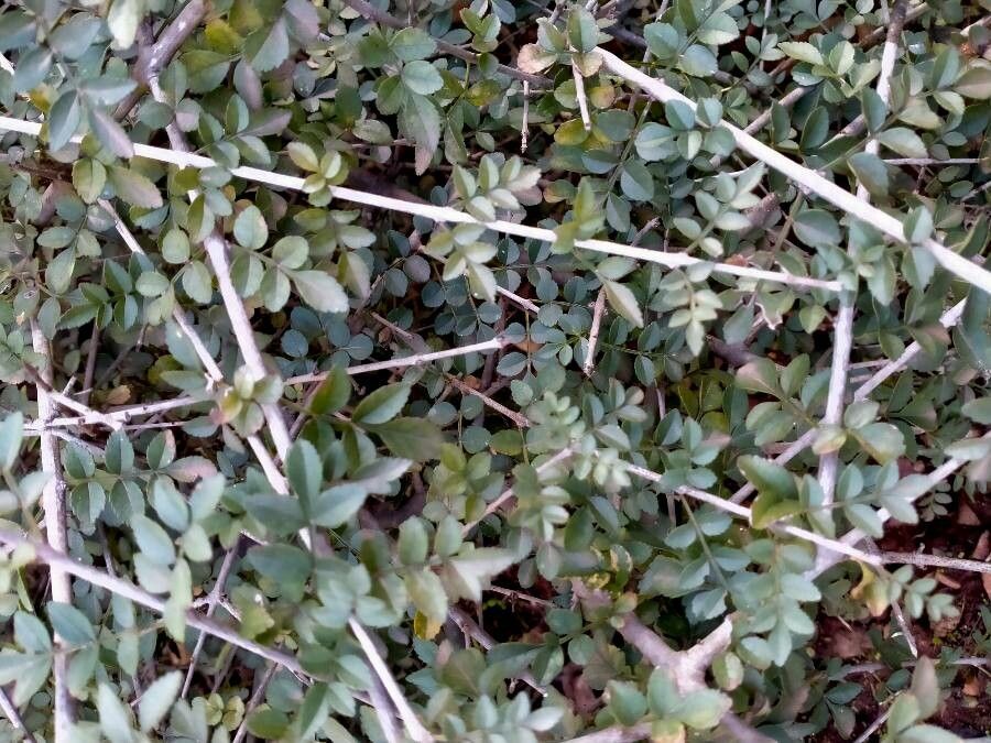 Fraxinus dimorpha — search result for 'Fraxinus'