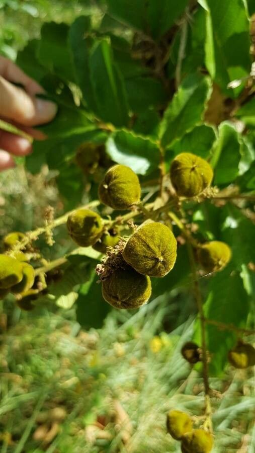 Cupania americana fruit
