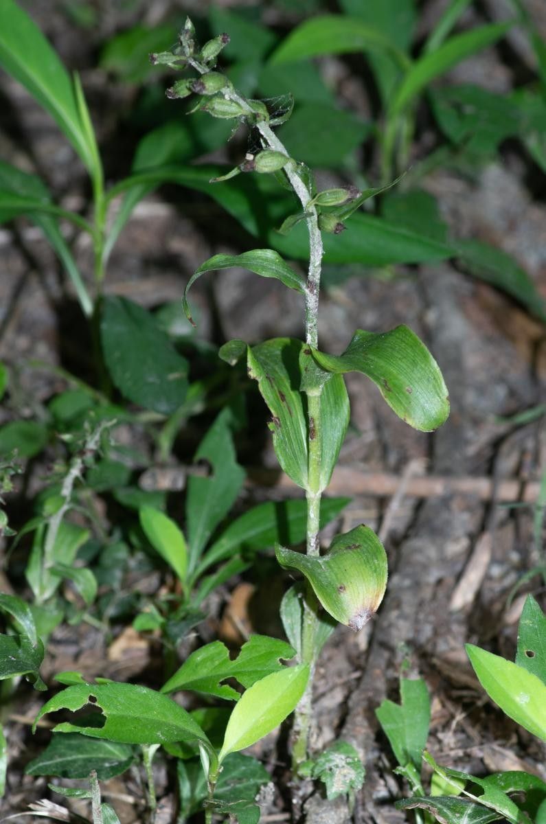 Epipactis albensis leaf