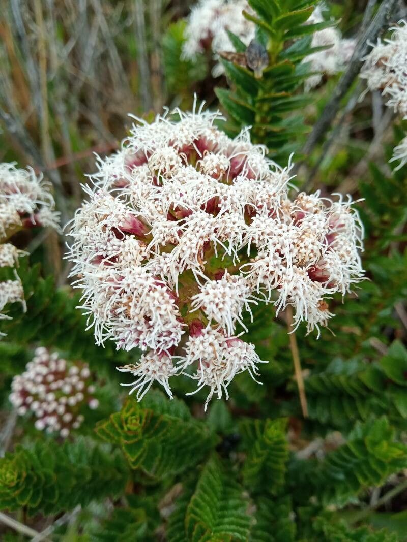 Ageratina vacciniifolia flower