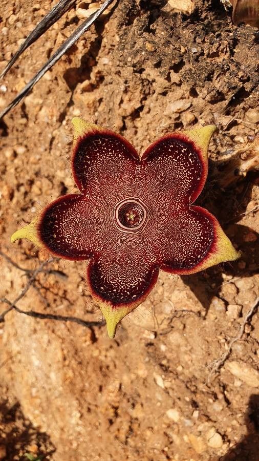Edithcolea grandis flower