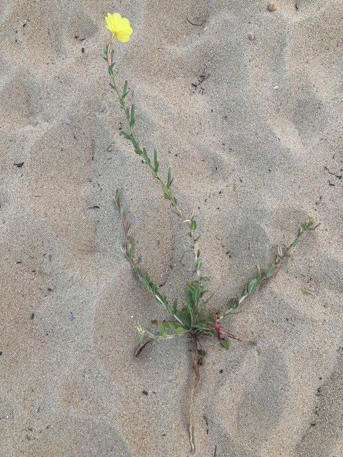 Oenothera longiflora habit