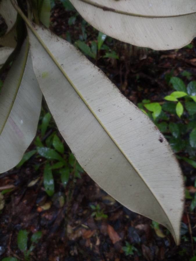 Manilkara huberi — houseplant care guide