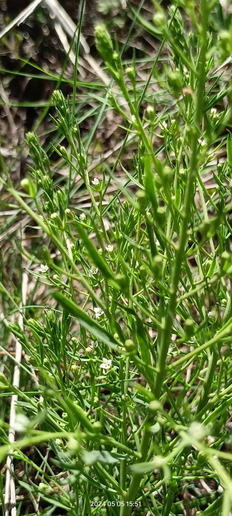 Thesium ramosum flower