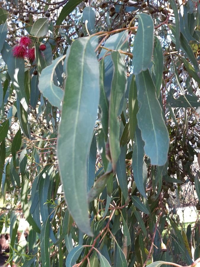 Eucalyptus leucoxylon leaf