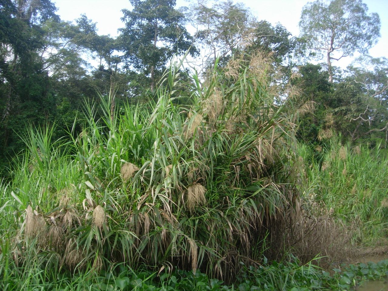 Saccharum spontaneum habit