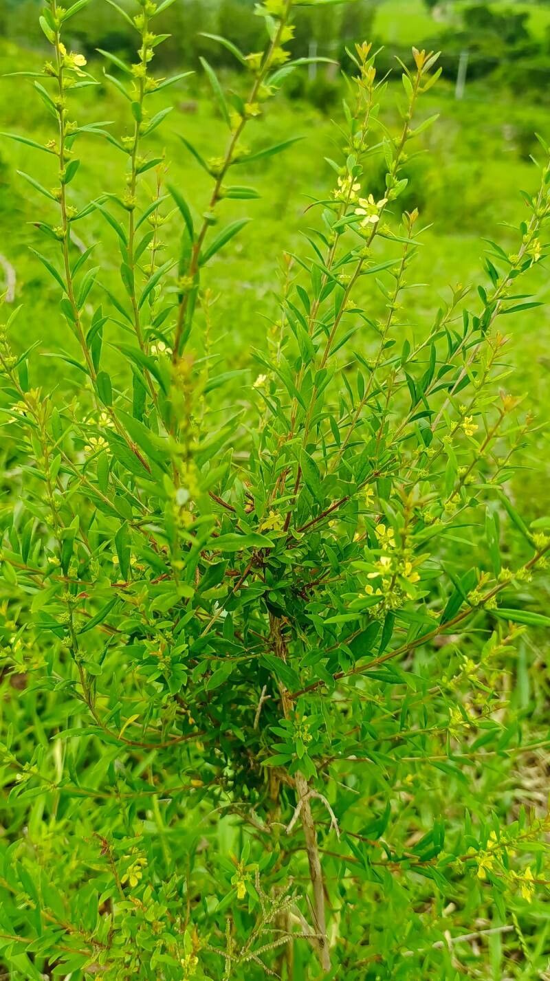 Heimia apetala — related species from the same genus