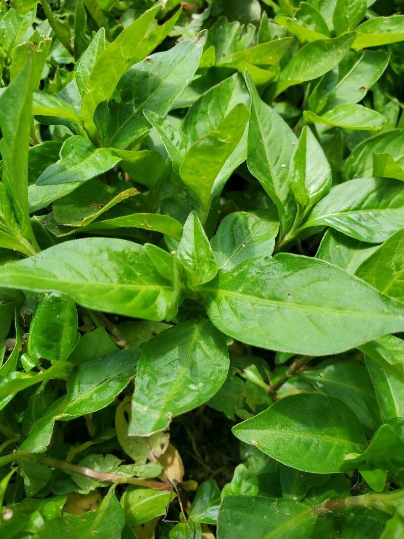 Polygonum pensylvanicum leaf