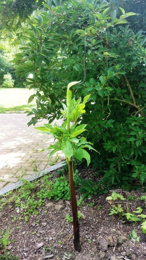 Arisaema tortuosum habit