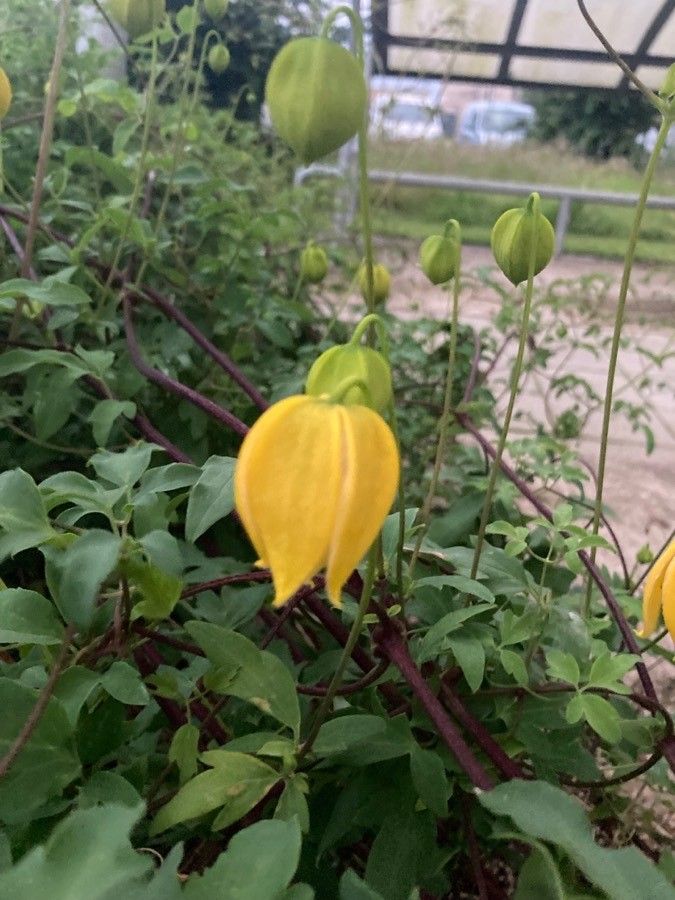 Clematis tangutica flower