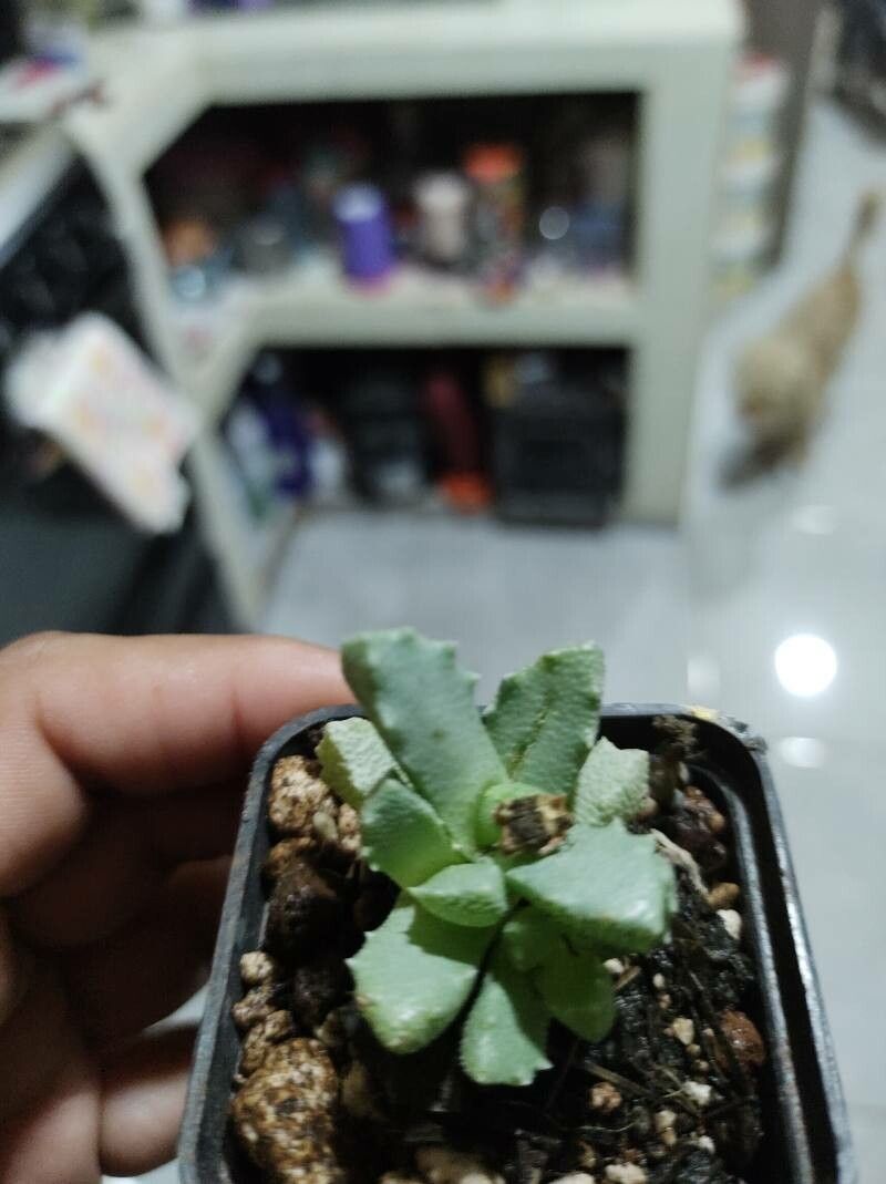 Stomatium mustellinum leaf