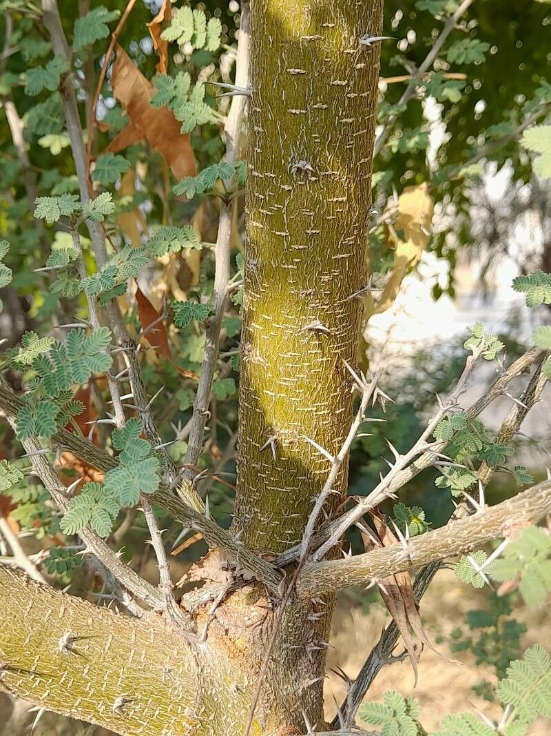 Vachellia tortilis bark