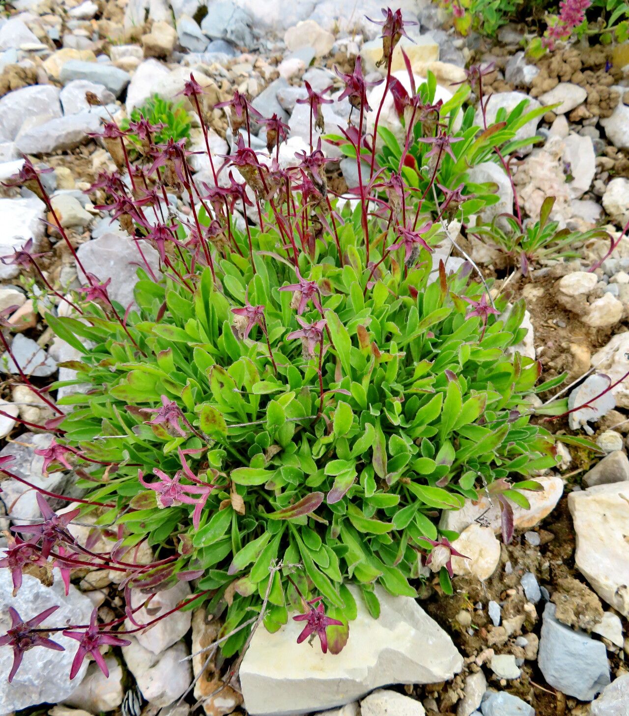 Campanula saxifraga habit