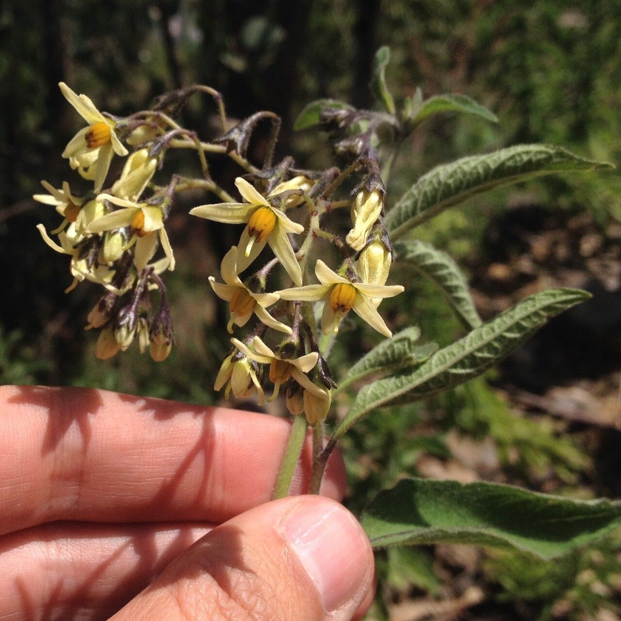 Solanum bulbocastanum flower