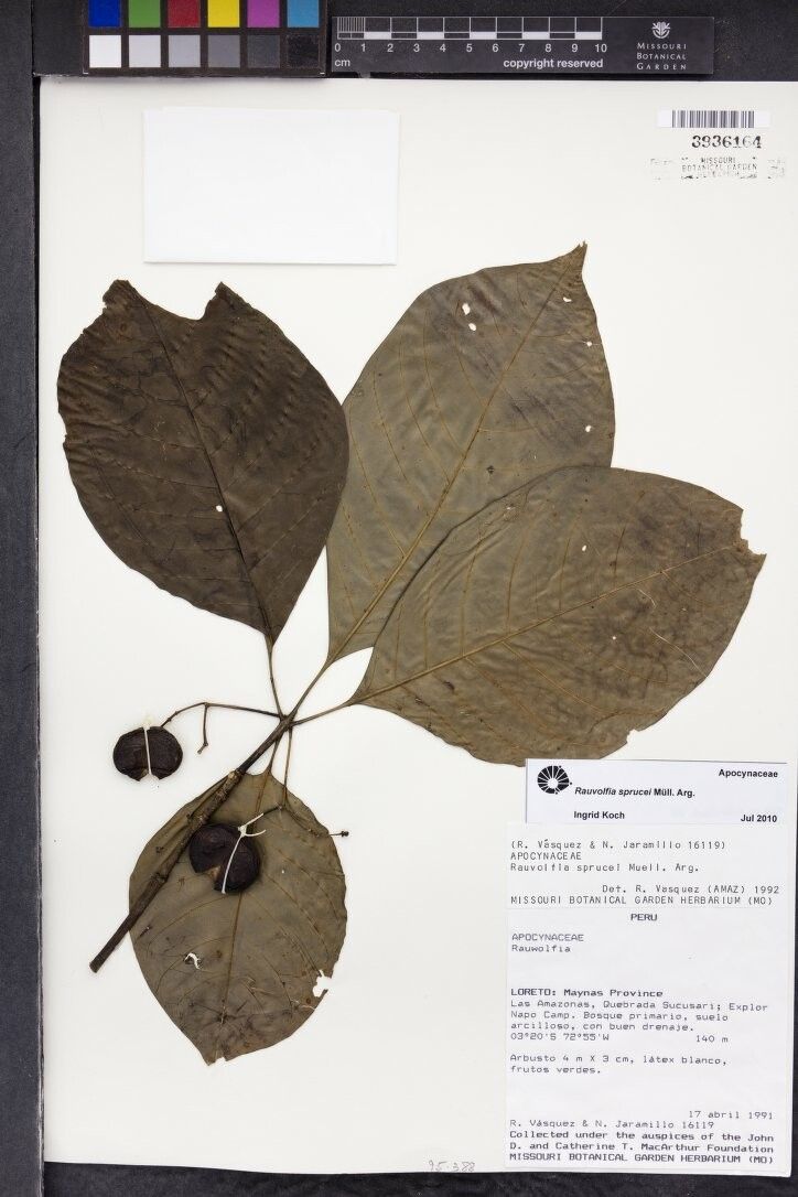 Rauvolfia sprucei — search result for 'Rauvolfia'