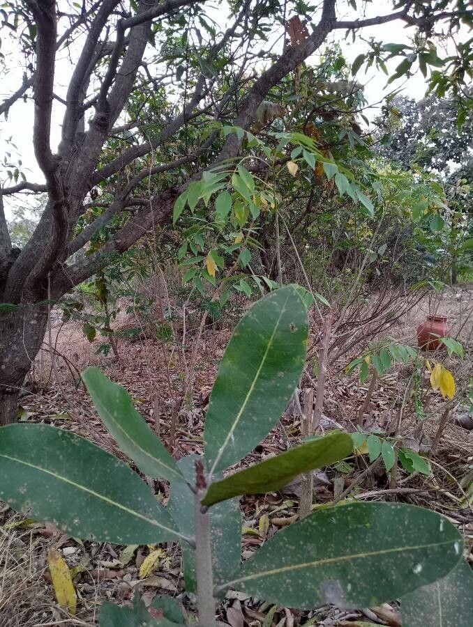 Terminalia arjuna leaf