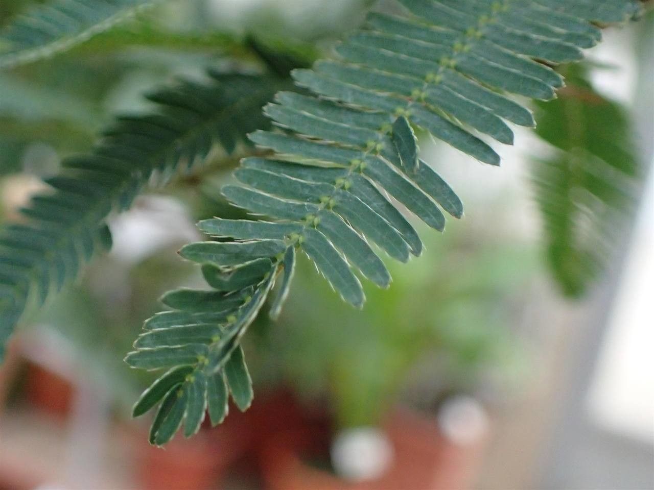 Mimosa Polycarpa leaf