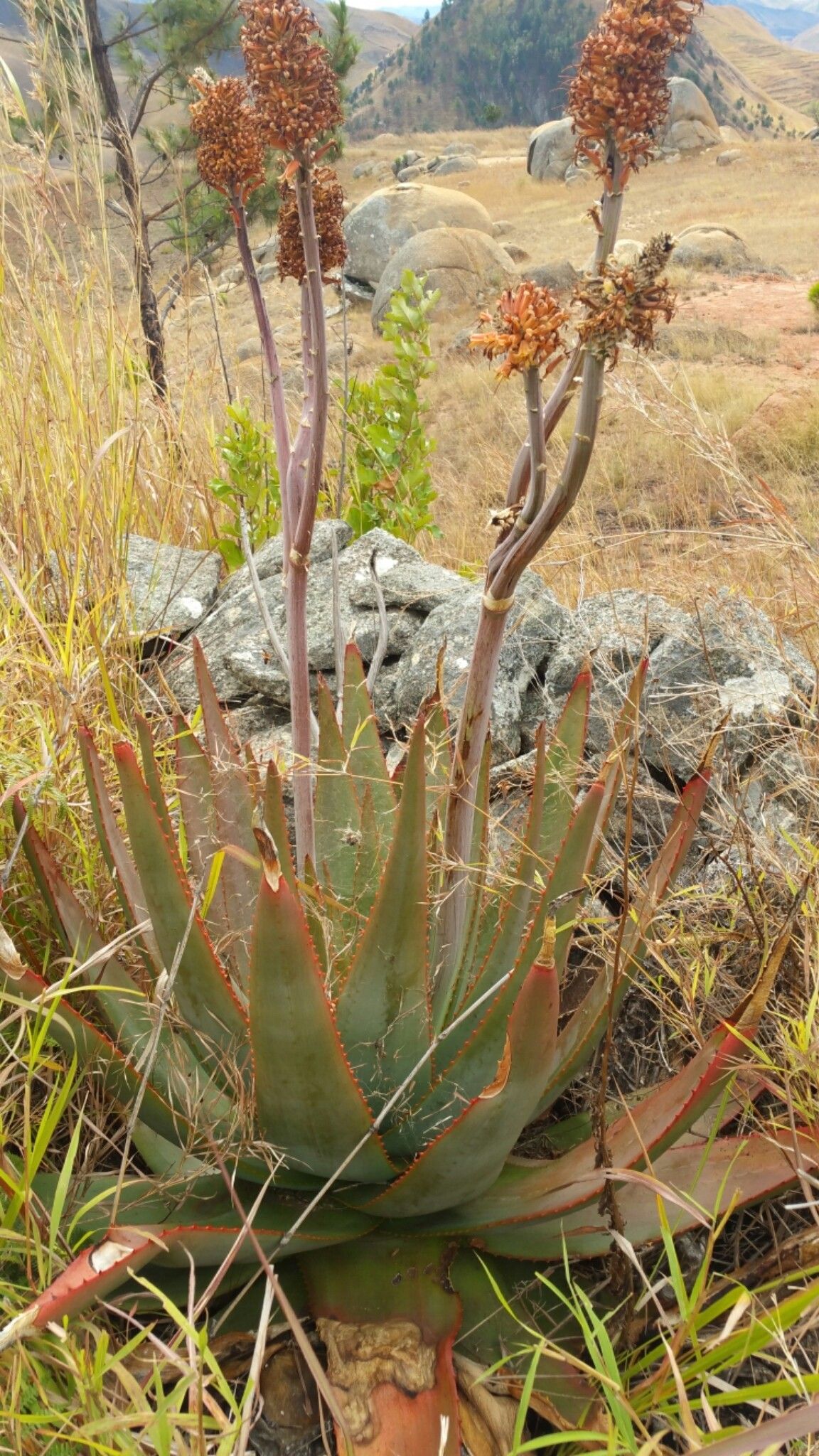 Aloe × imerinensis habit