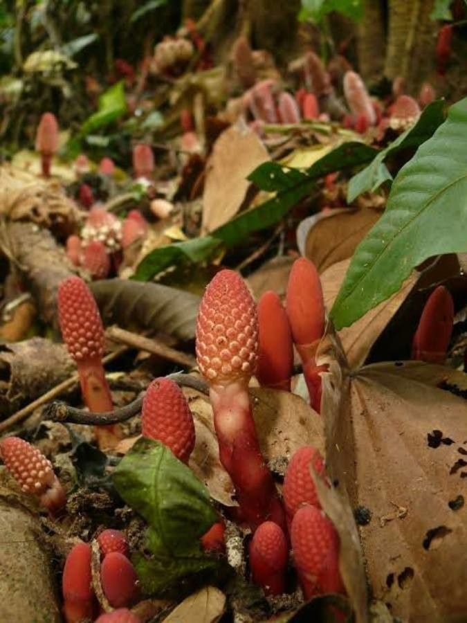 Balanophora dioica — related species from the same genus