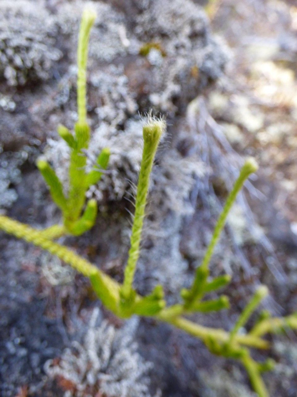 Lycopodiella cernua flower