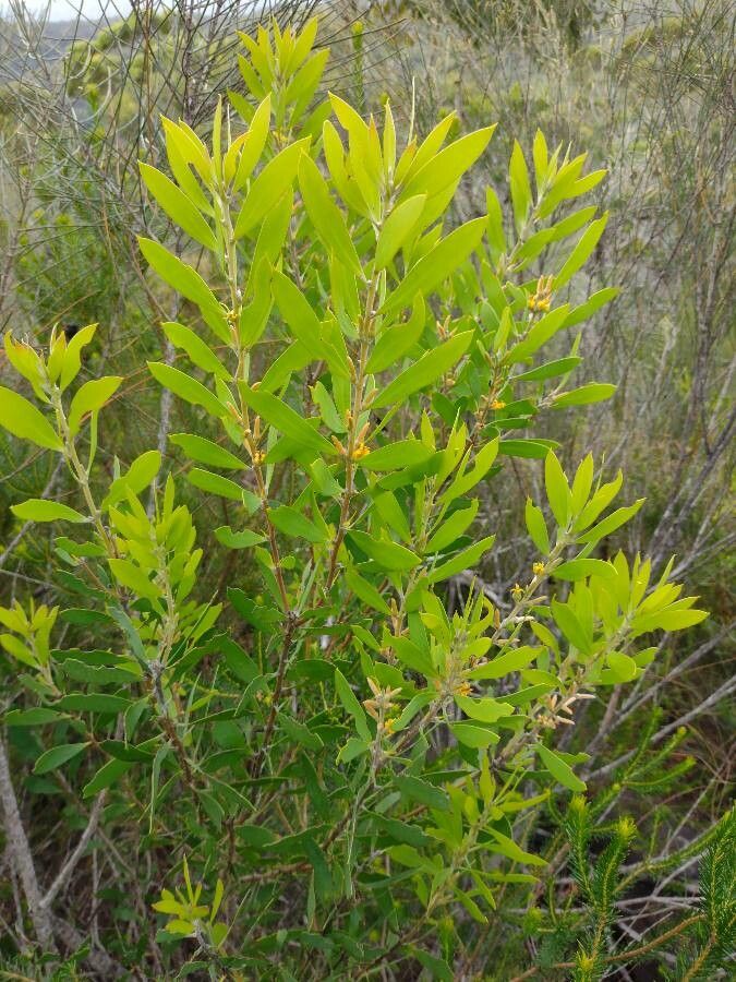 Persoonia lanceolata habit