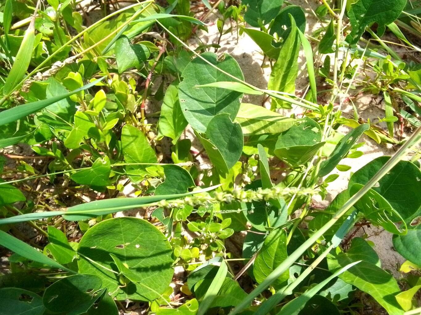 Eragrostis ciliaris flower