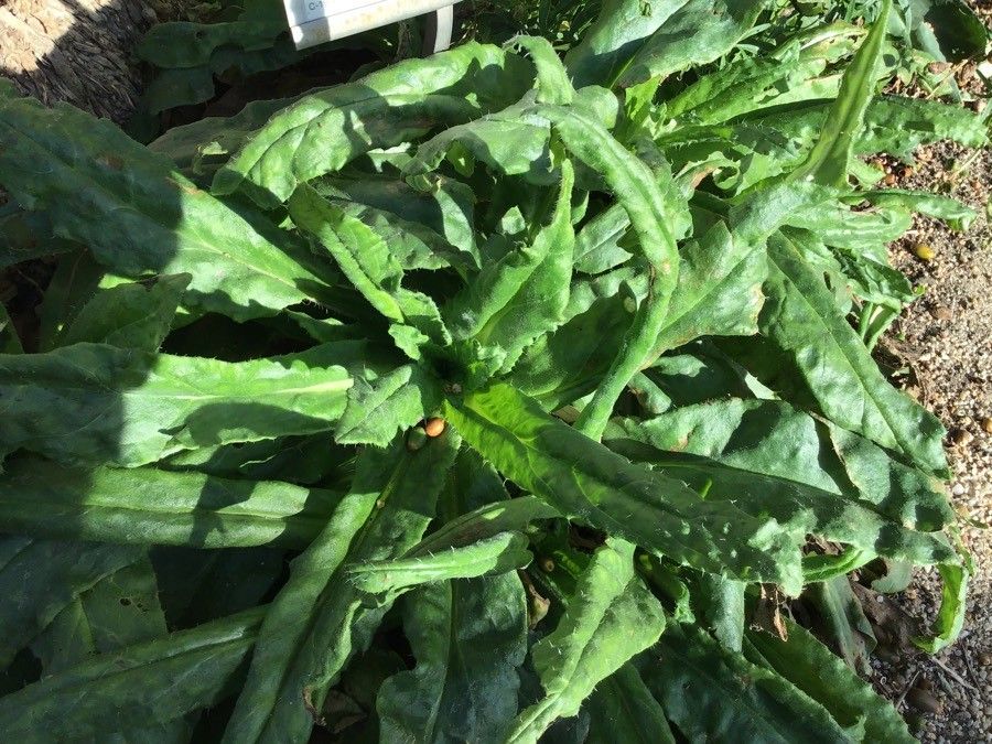 Anchusa crispa — search result for 'Anchusa'
