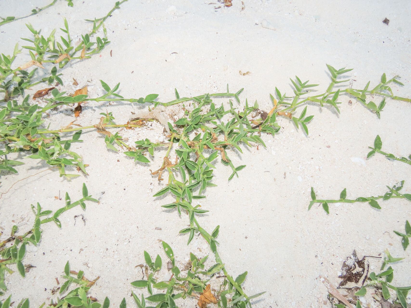 Thuarea involuta habit