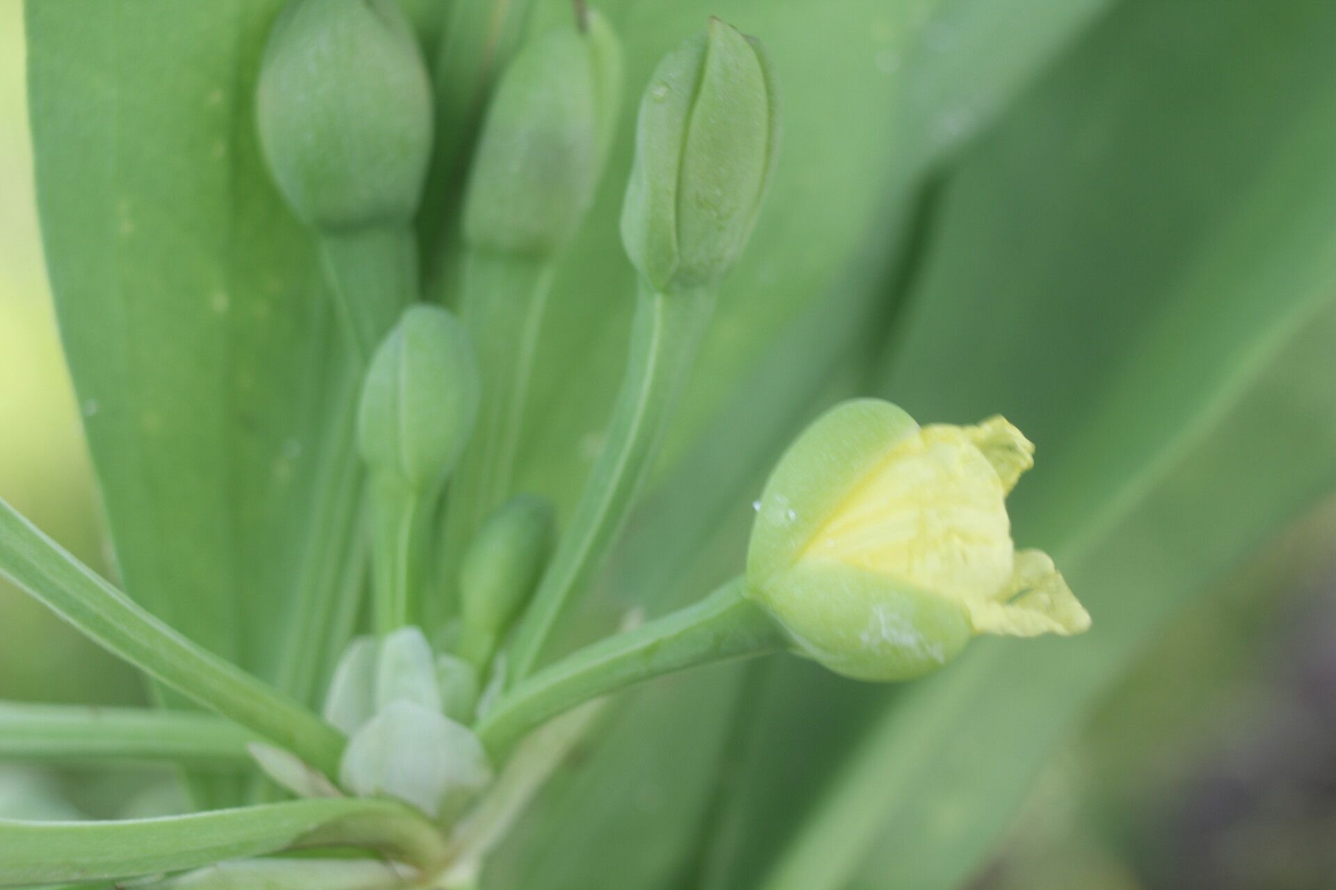 Limnocharis laforestii fruit