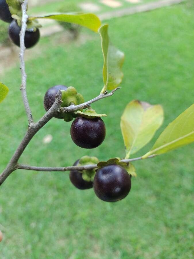 Diospyros inconstans fruit