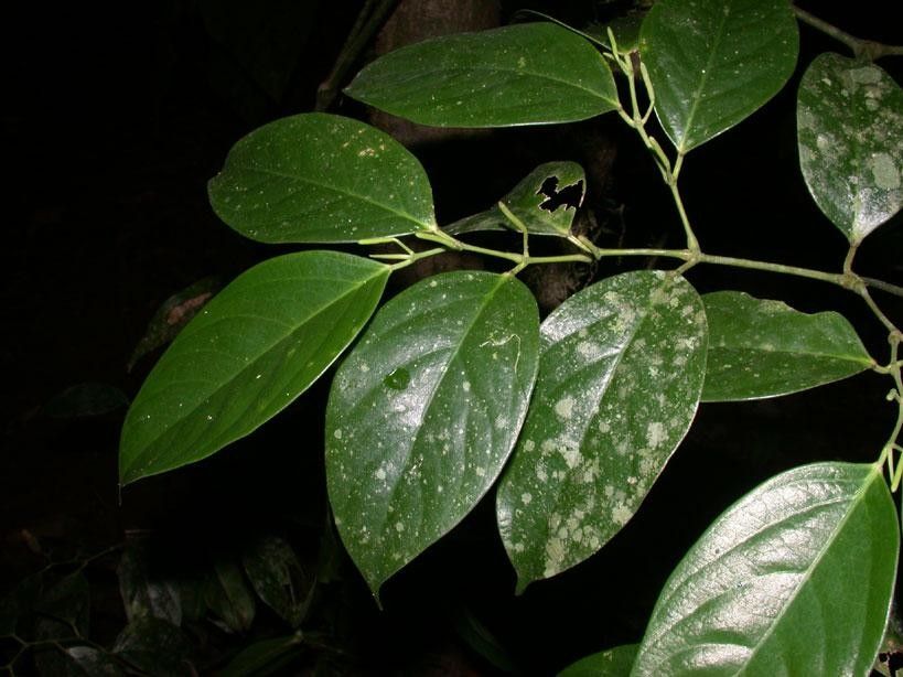 Piper urophyllum other