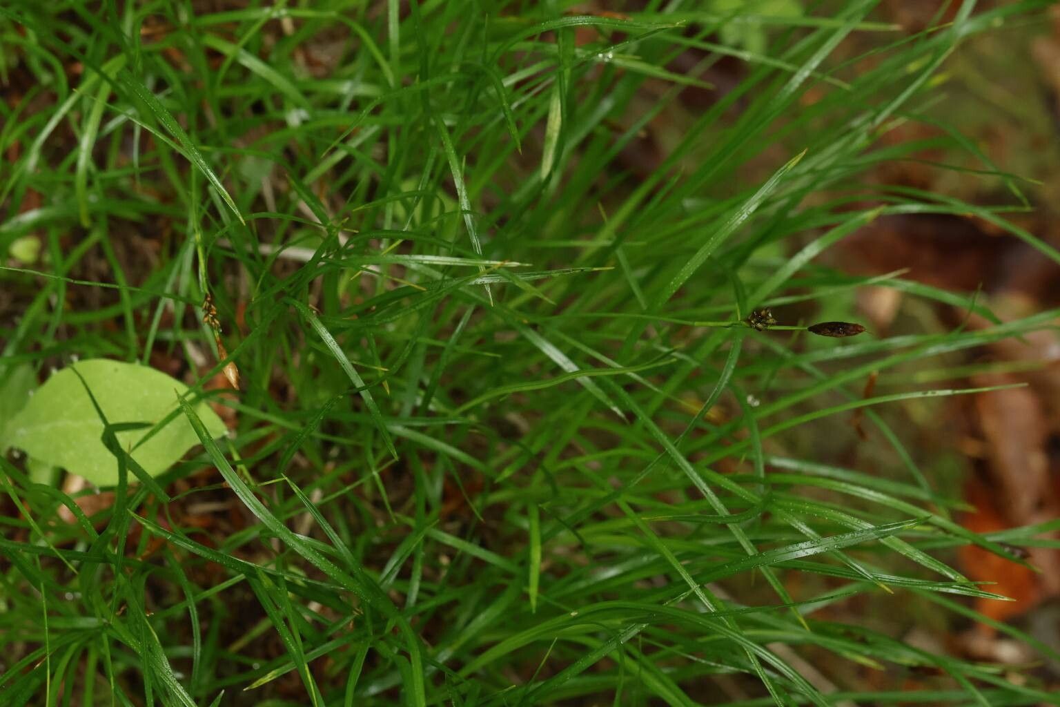 Carex lanceolata flower
